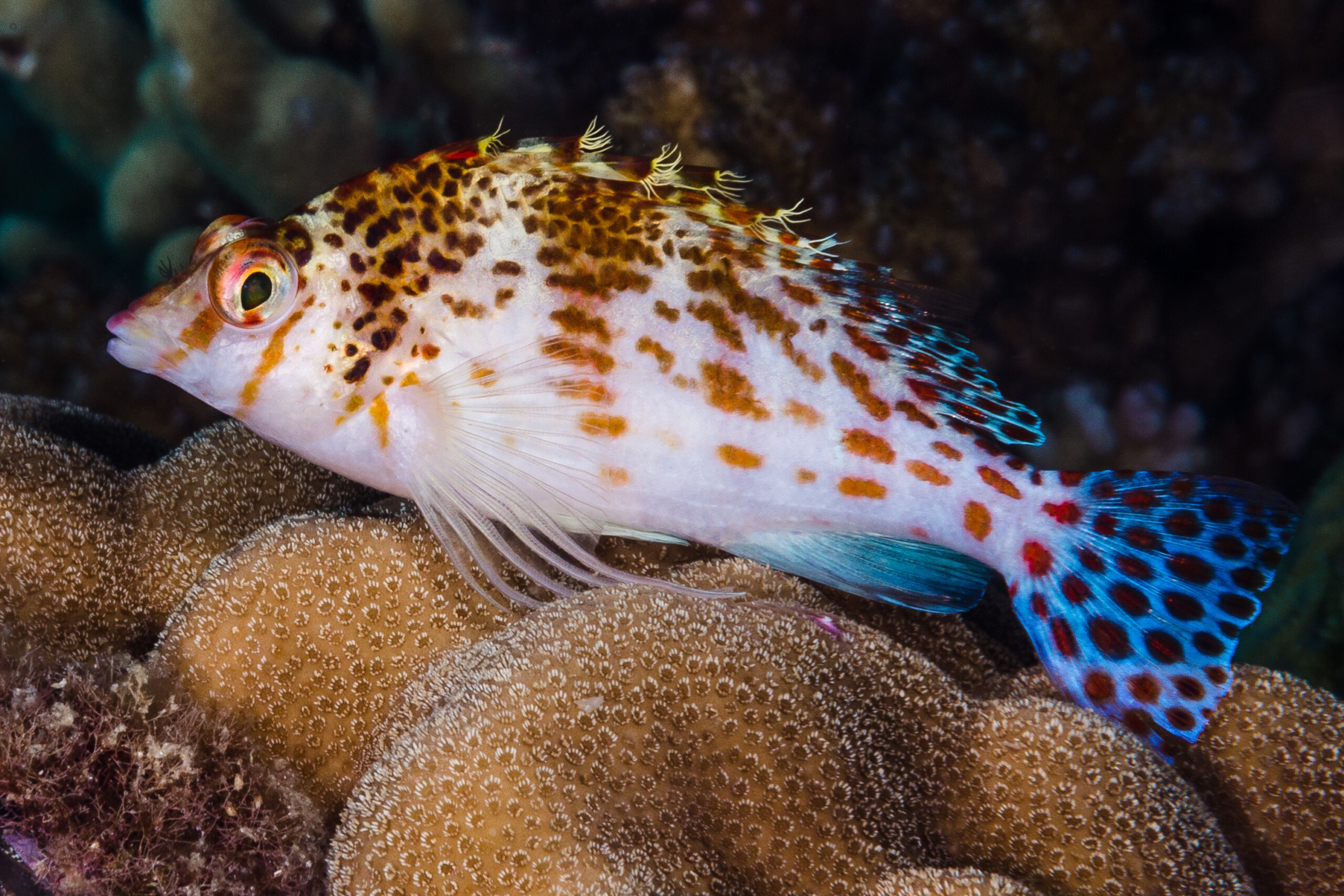 Cirrhitichthys falco