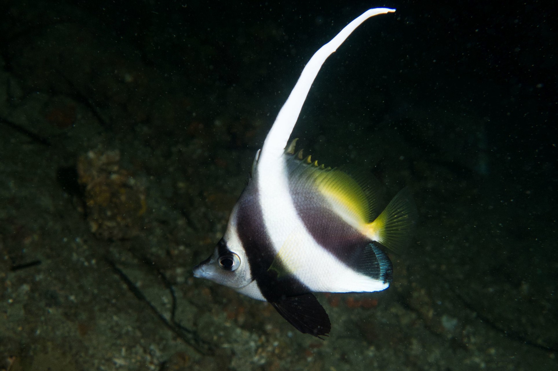 Heniochus acuminatus