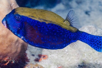 poisson-coffre bleuet Ostraciidae