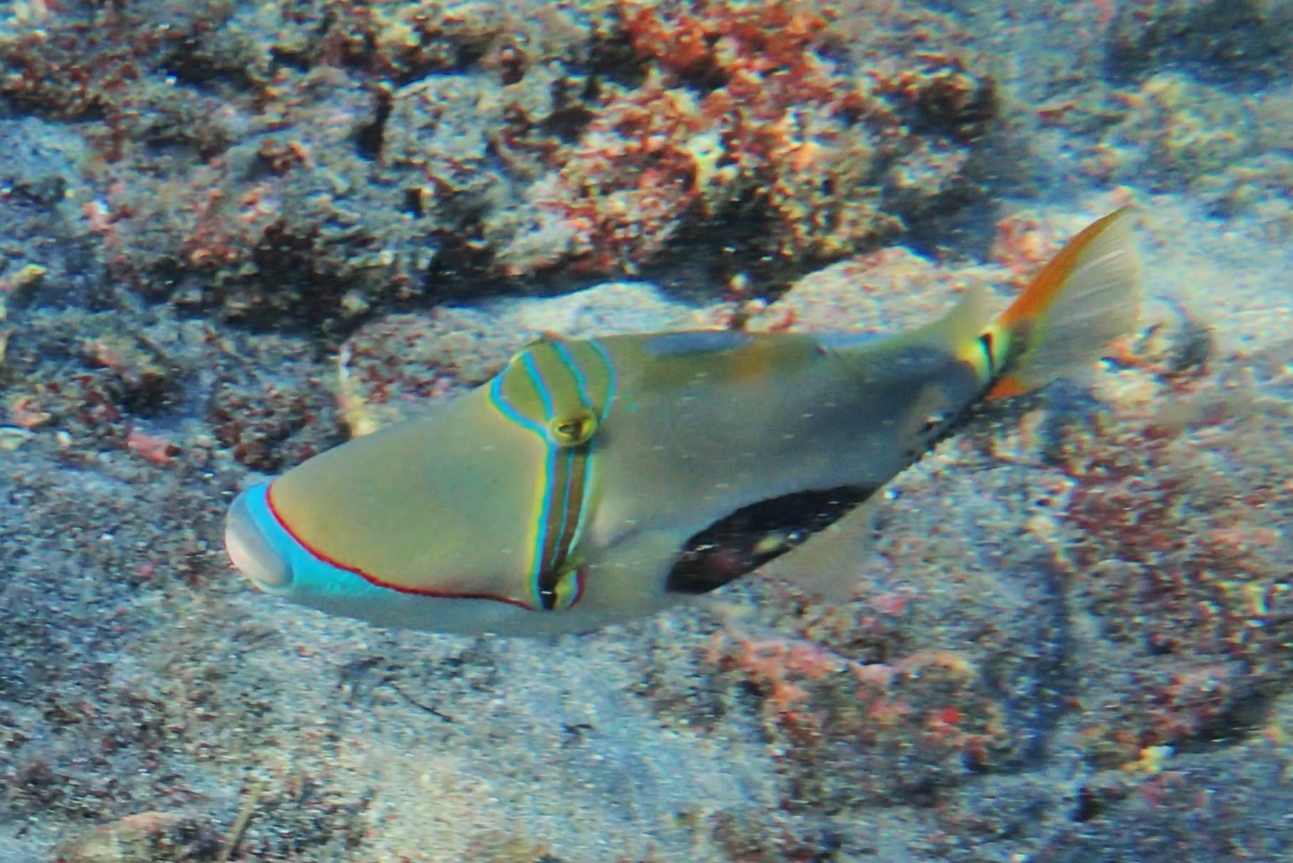 Rhinecanthus verrucosus