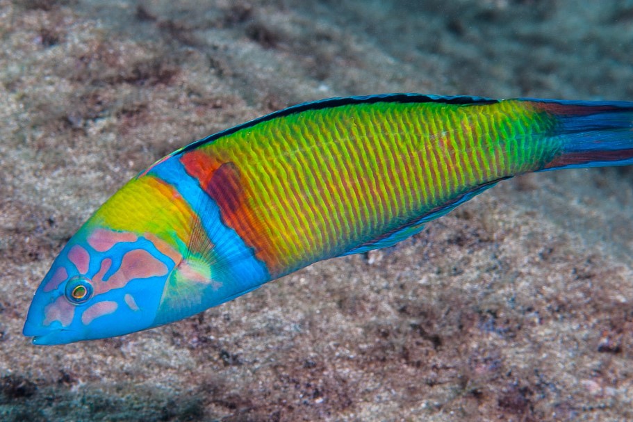 Thalassoma pavo