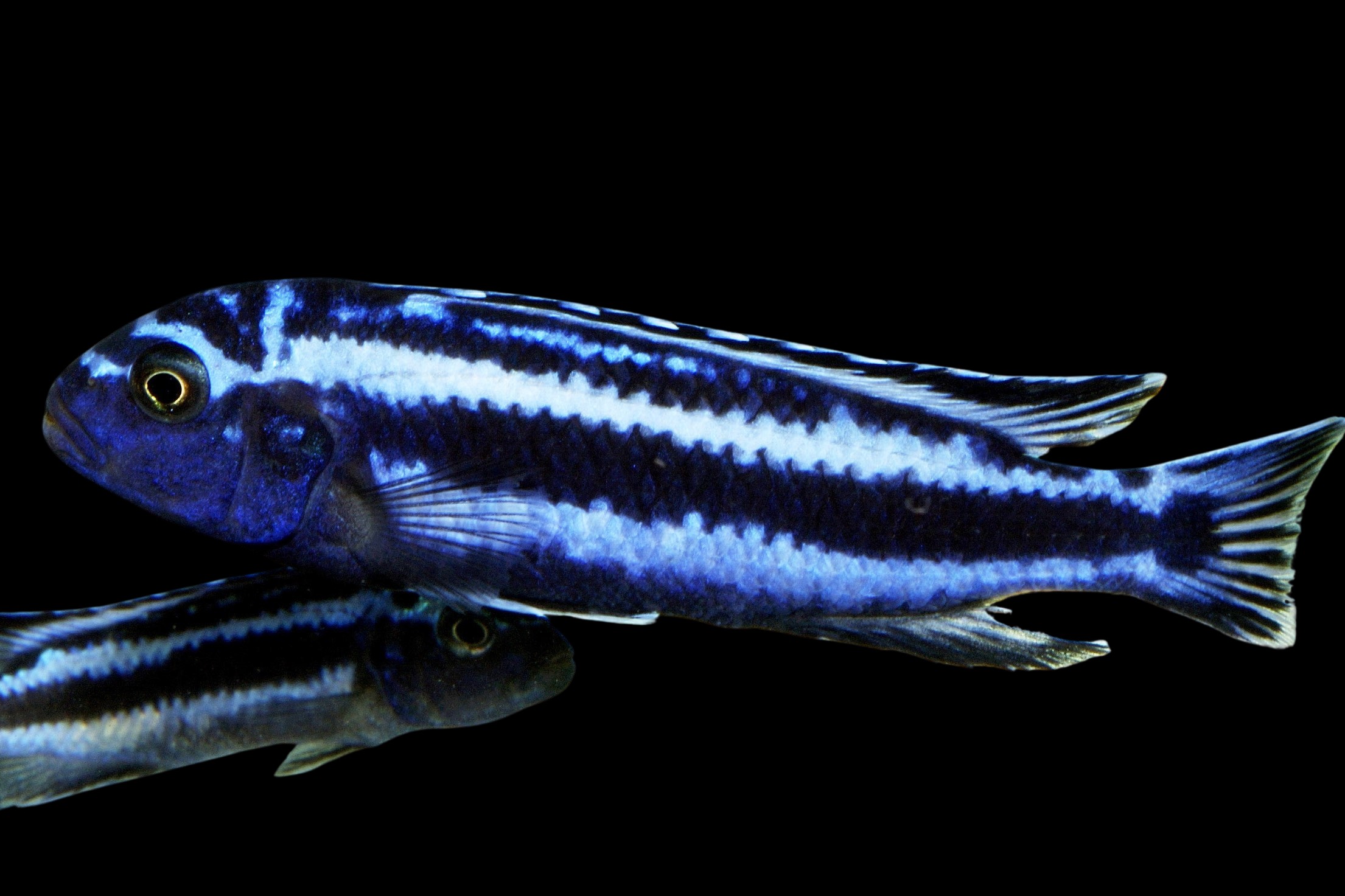 Pseudotropheus cyaneorhabdos