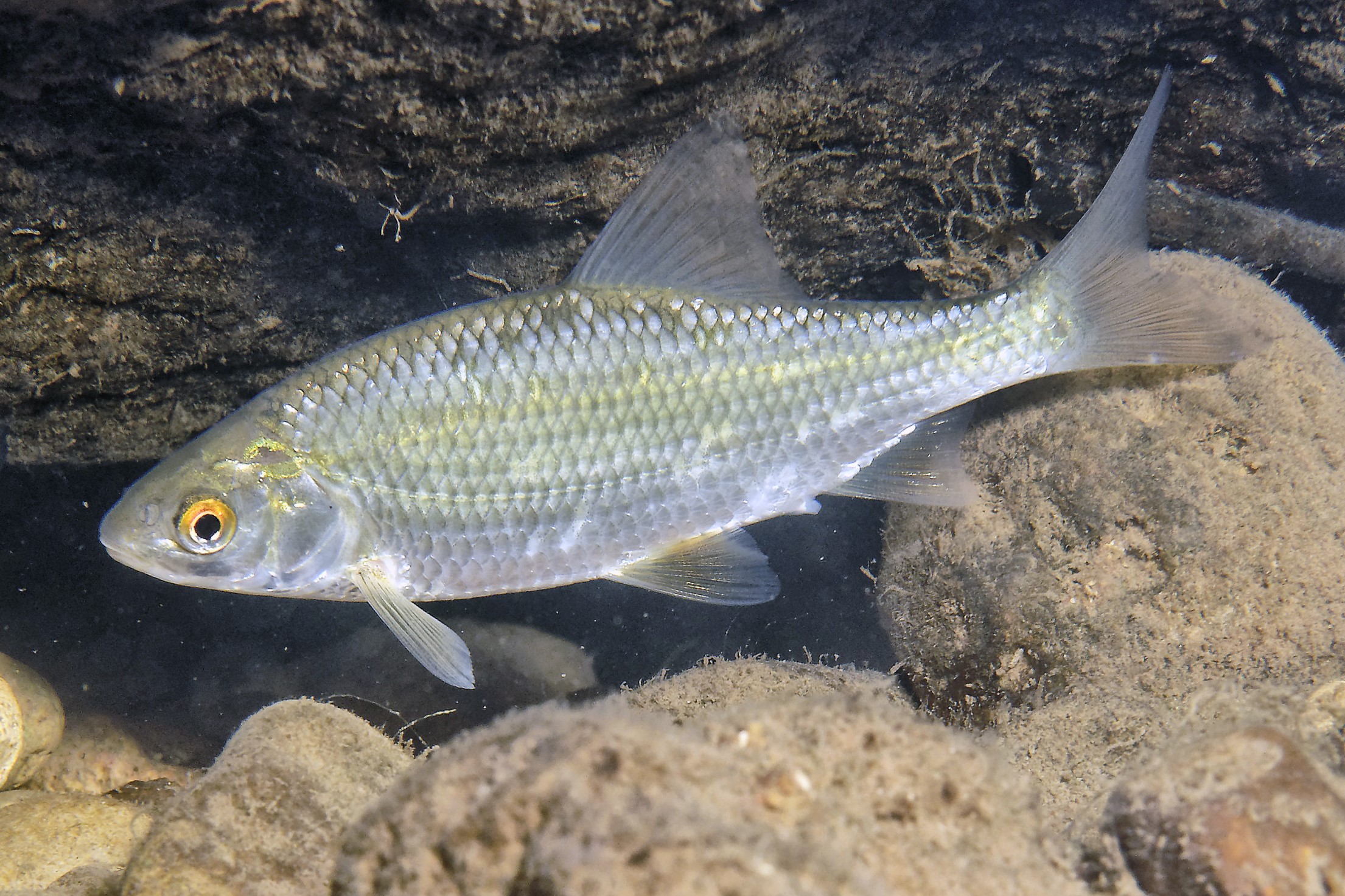 Rutilus rutilus