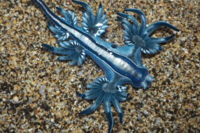 Espèce : dragon bleu des mers