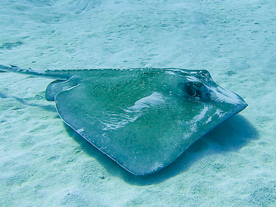 Hypanus americanus