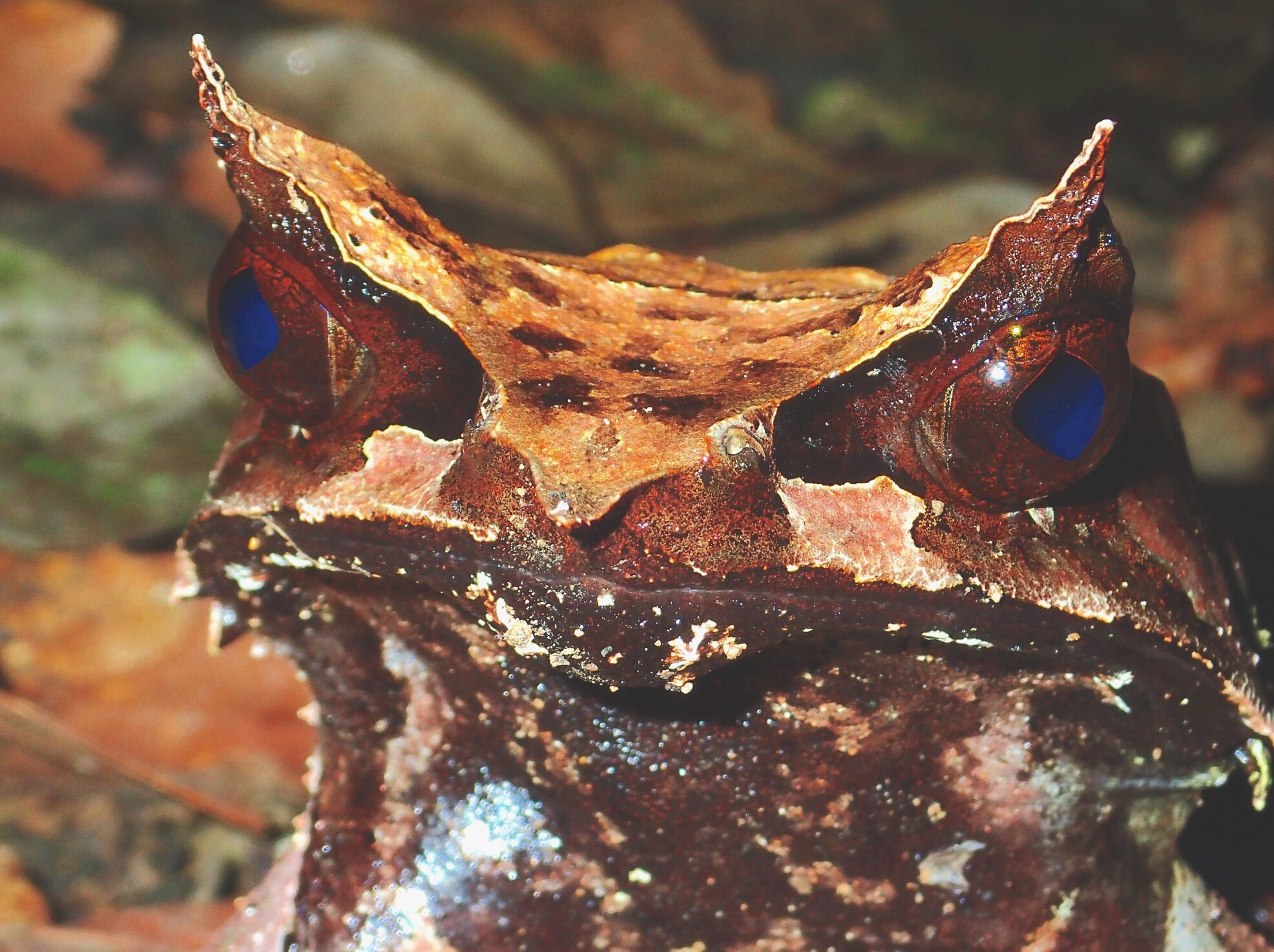 Megophrys nasuta