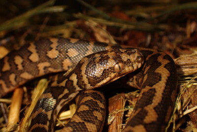 python Tapis pythonidae