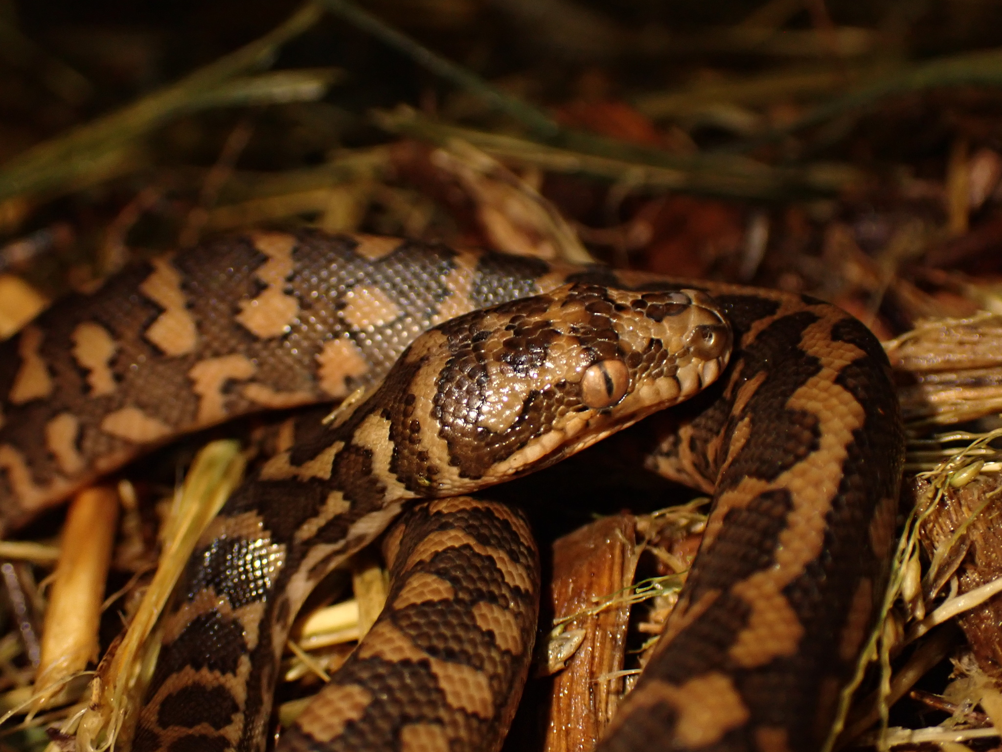 Morelia spilota