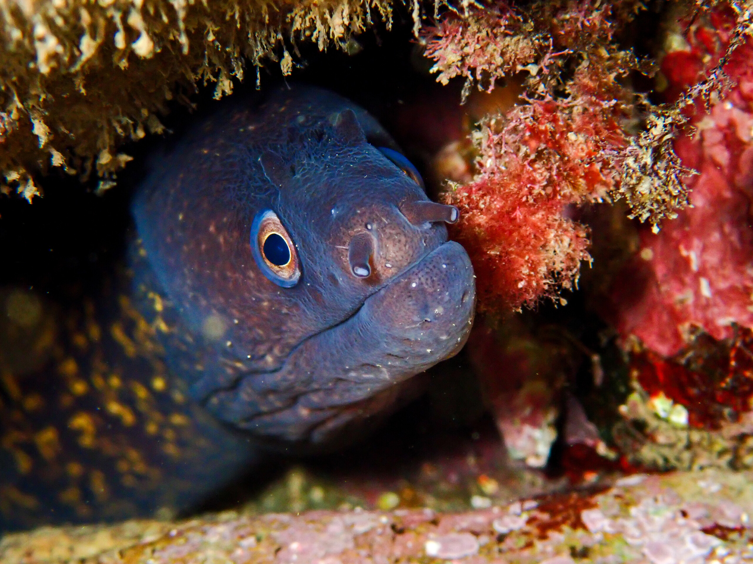 Muraena helena