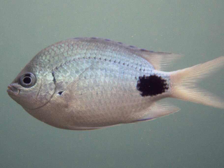 Abudefduf sparoides
