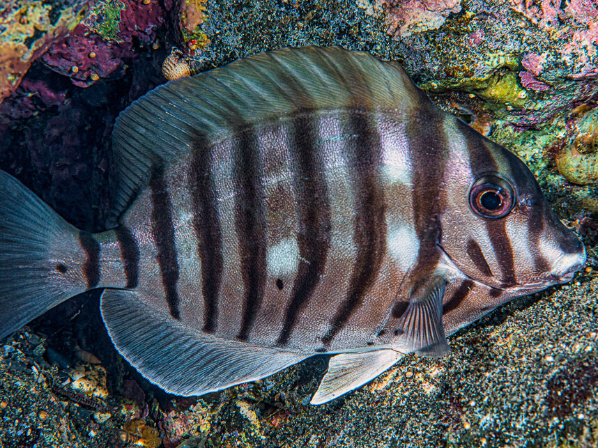 Acanthurus polyzona