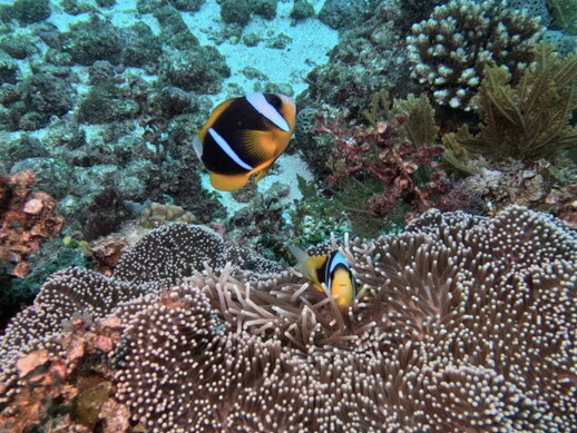 Amphiprion allardi