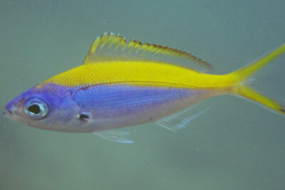 fusilier à dos jaune Caesionidae