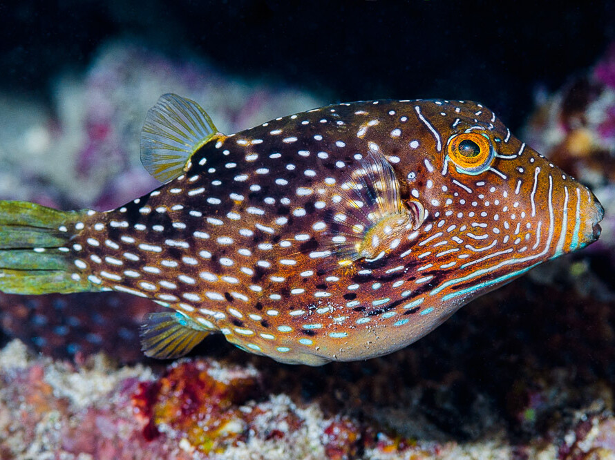Canthigaster natalensis