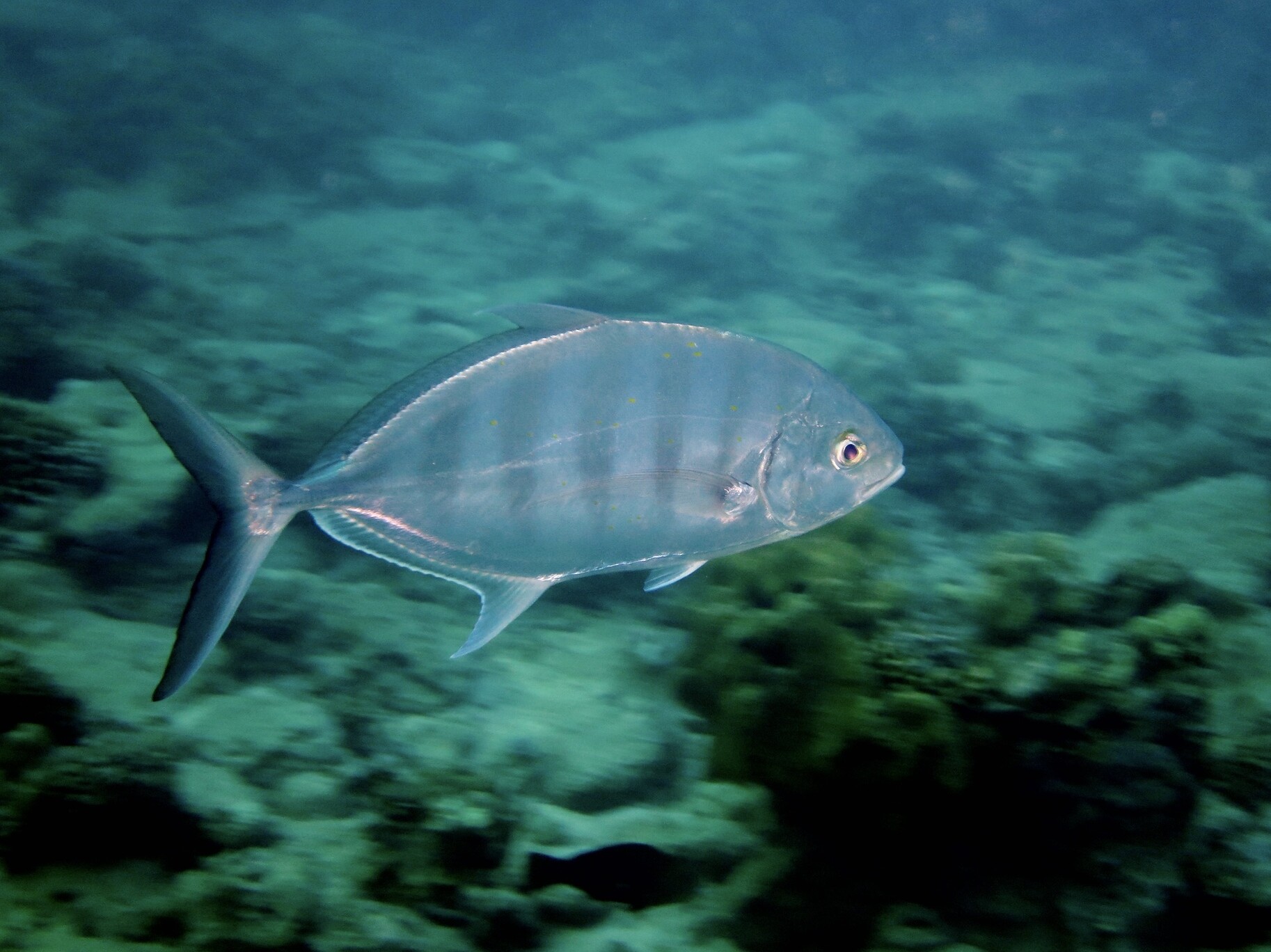 Ferdauia ferdau