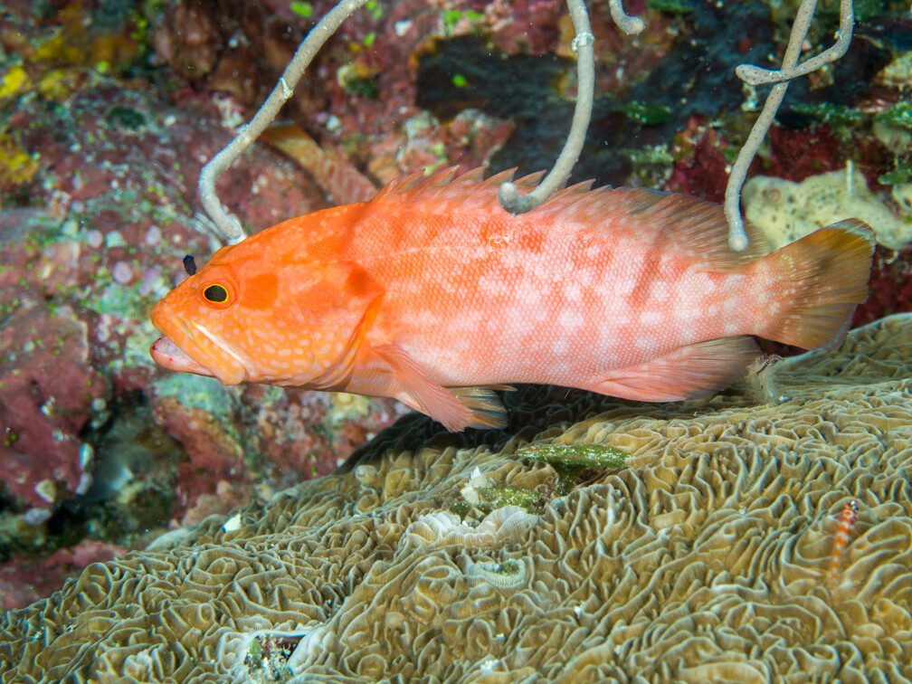 Cephalopholis spiloparaea