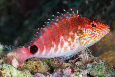 poisson-faucon des Mascareignes Cirrhitidae