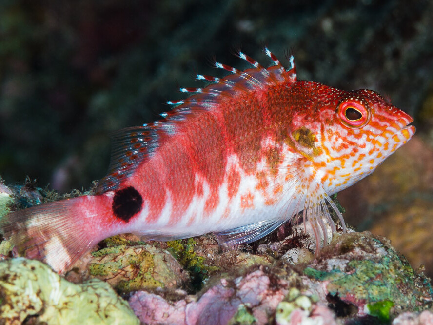 Cirrhitops mascarenensis