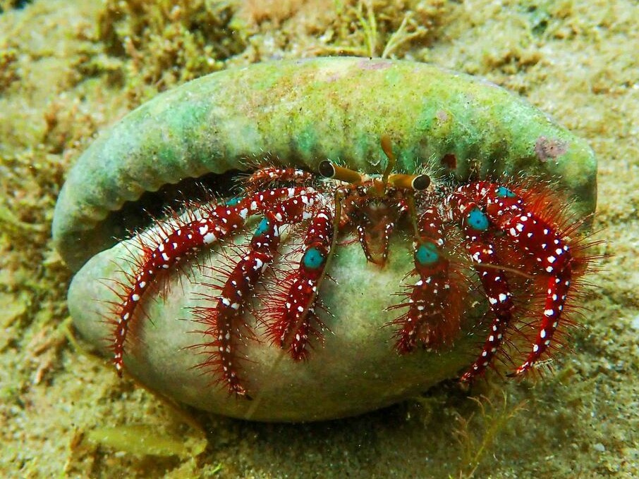 Dardanus guttatus