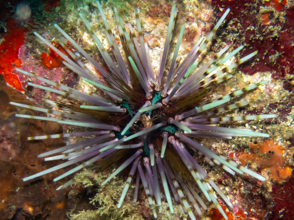 Echinothrix calamaris