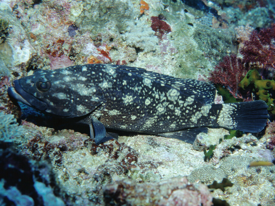 Epinephelus coeruleopunctatus