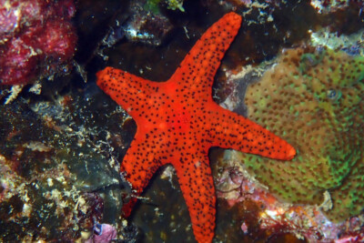 étoile rouge poreuse Goniasteridae