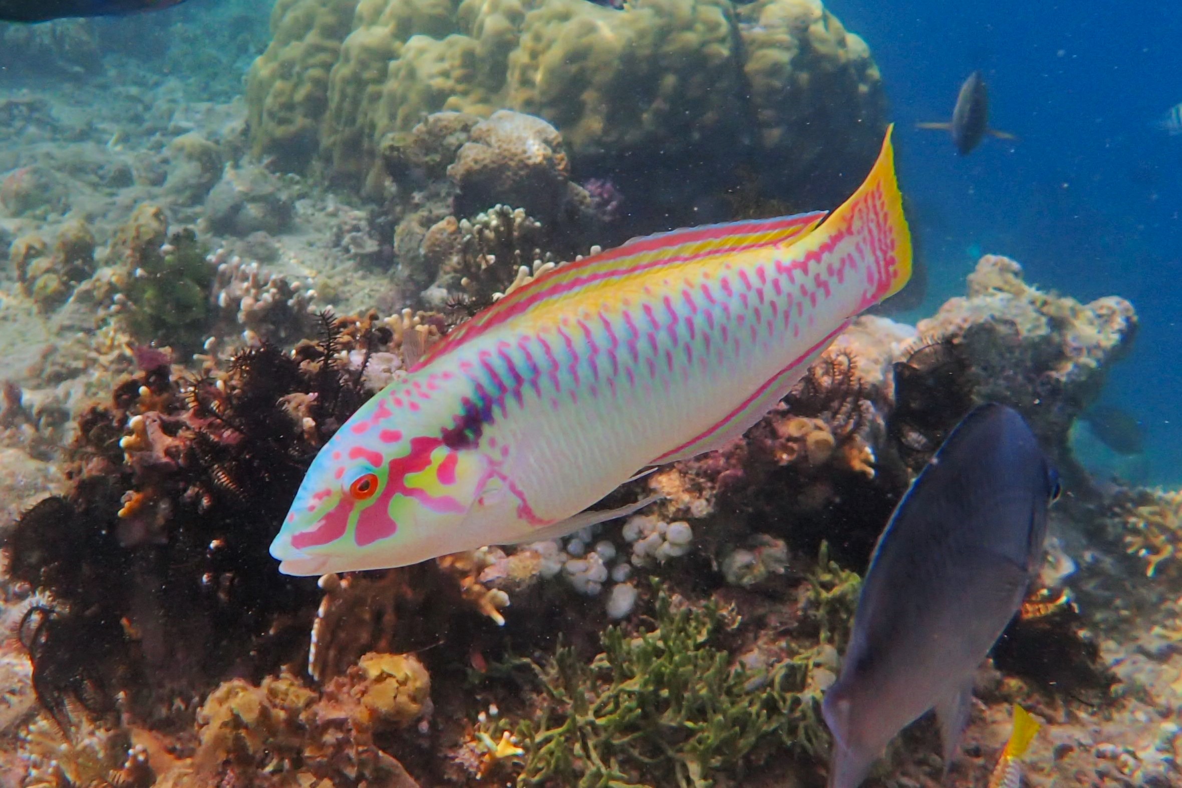 Halichoeres scapularis