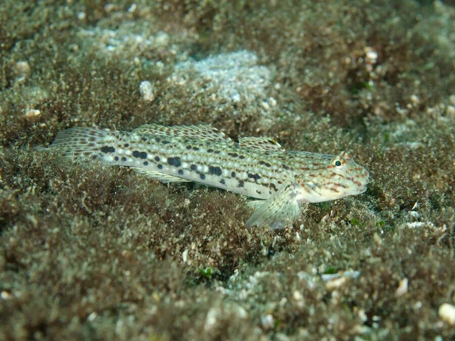 Istigobius decoratus