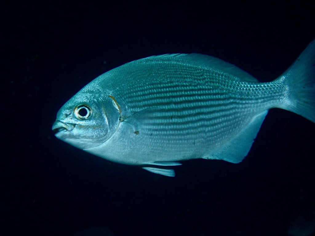 Kyphosus vaigiensis