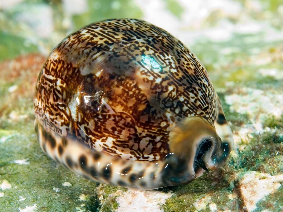 Mauritia arabica