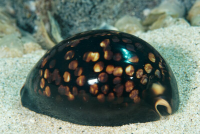 porcelaine de Maurice Cypraeidae