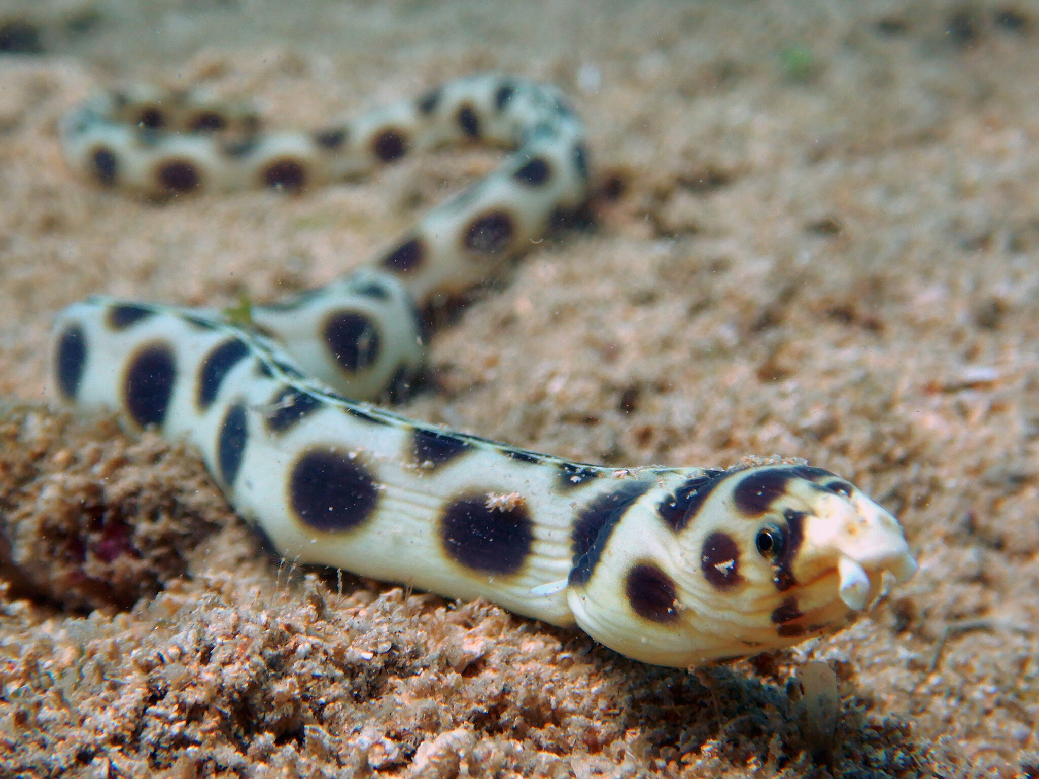 Myrichthys maculosus