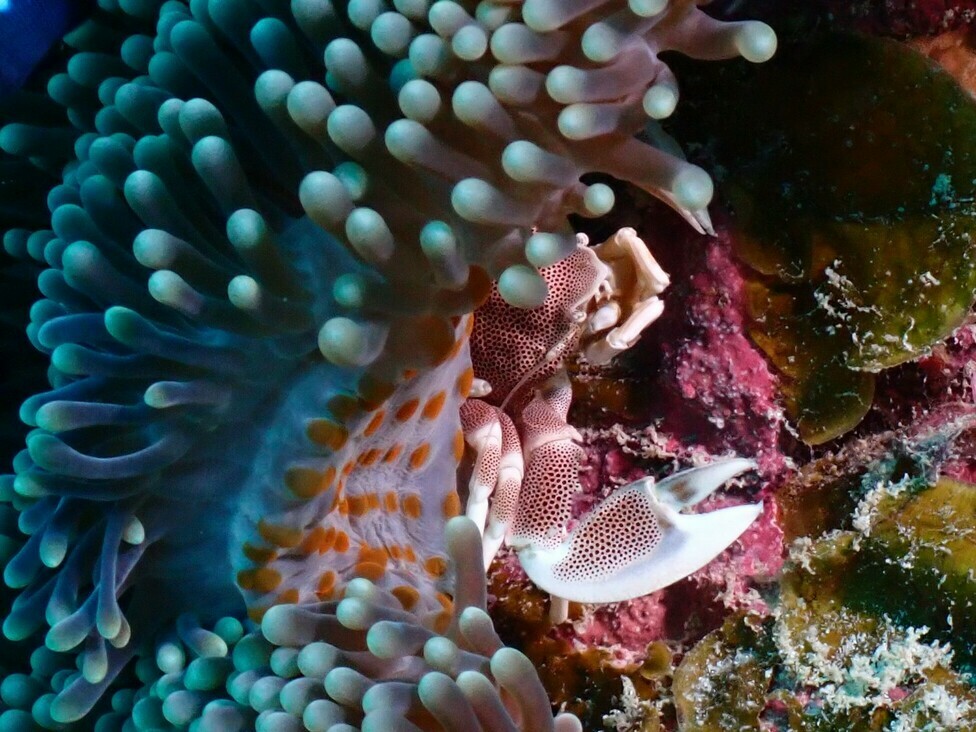 Neopetrolisthes maculatus