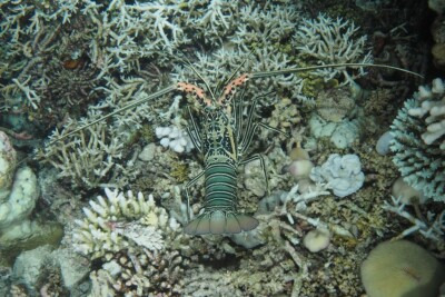 langouste peinte Palinuridae