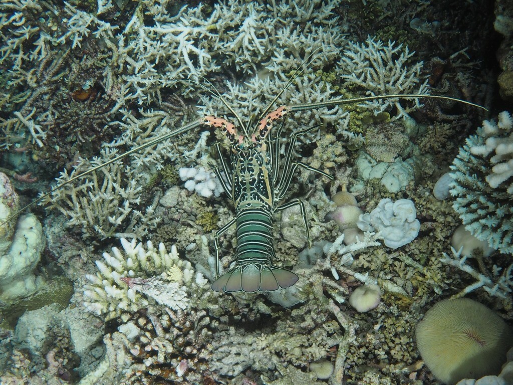 Panulirus versicolor