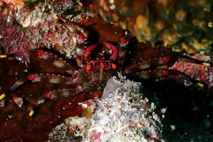 Percnon planissimum - crabe plat commun