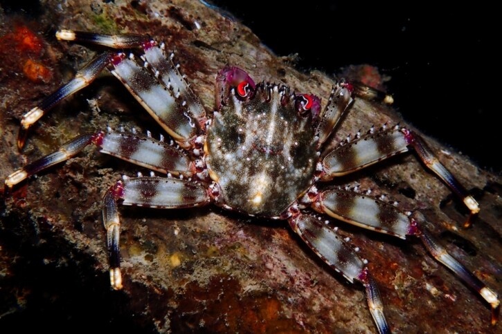 Percnon planissimum - crabe plat commun
