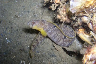 gonnelle Pholidae