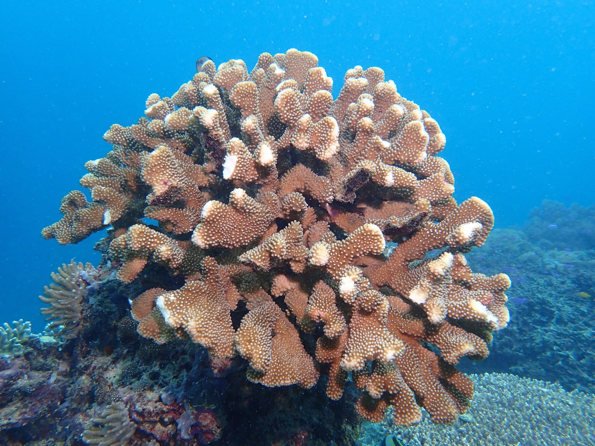 Pocillopora eydouxi