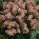 picture of Pocillopora verrucosa