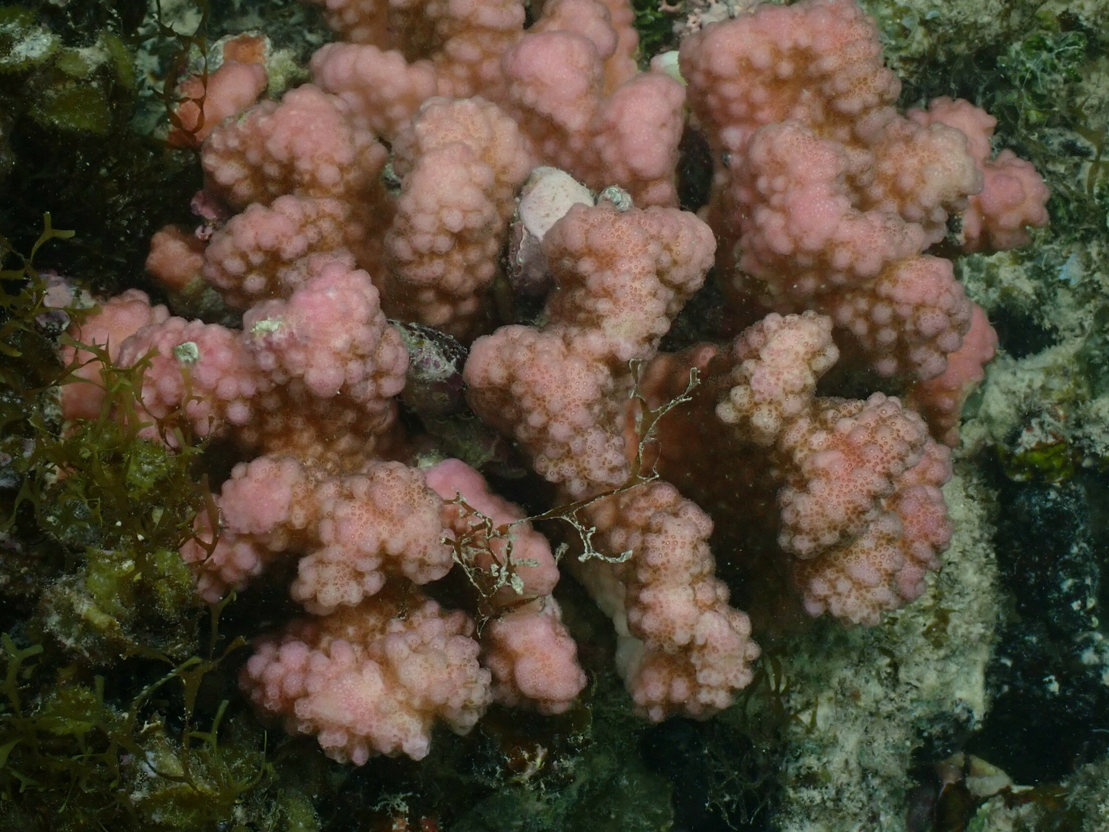 Pocillopora verrucosa