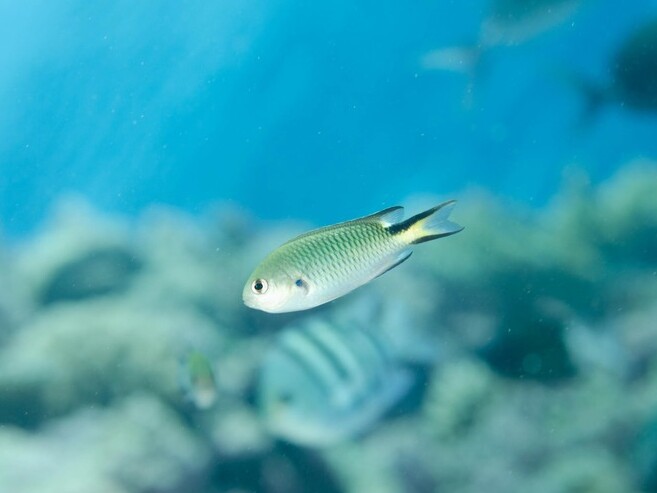 Pomachromis richardsoni