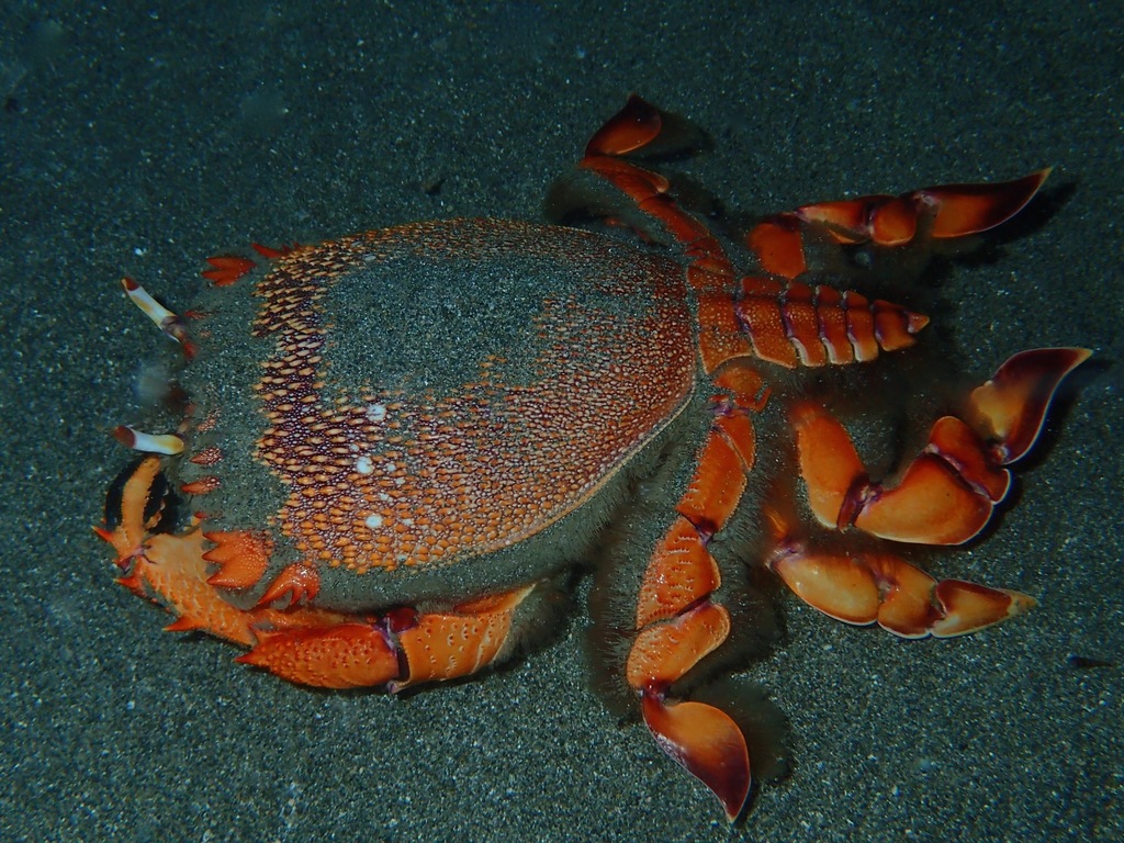 Ranina ranina