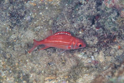 poisson-écureuil moucheté Holocentridae