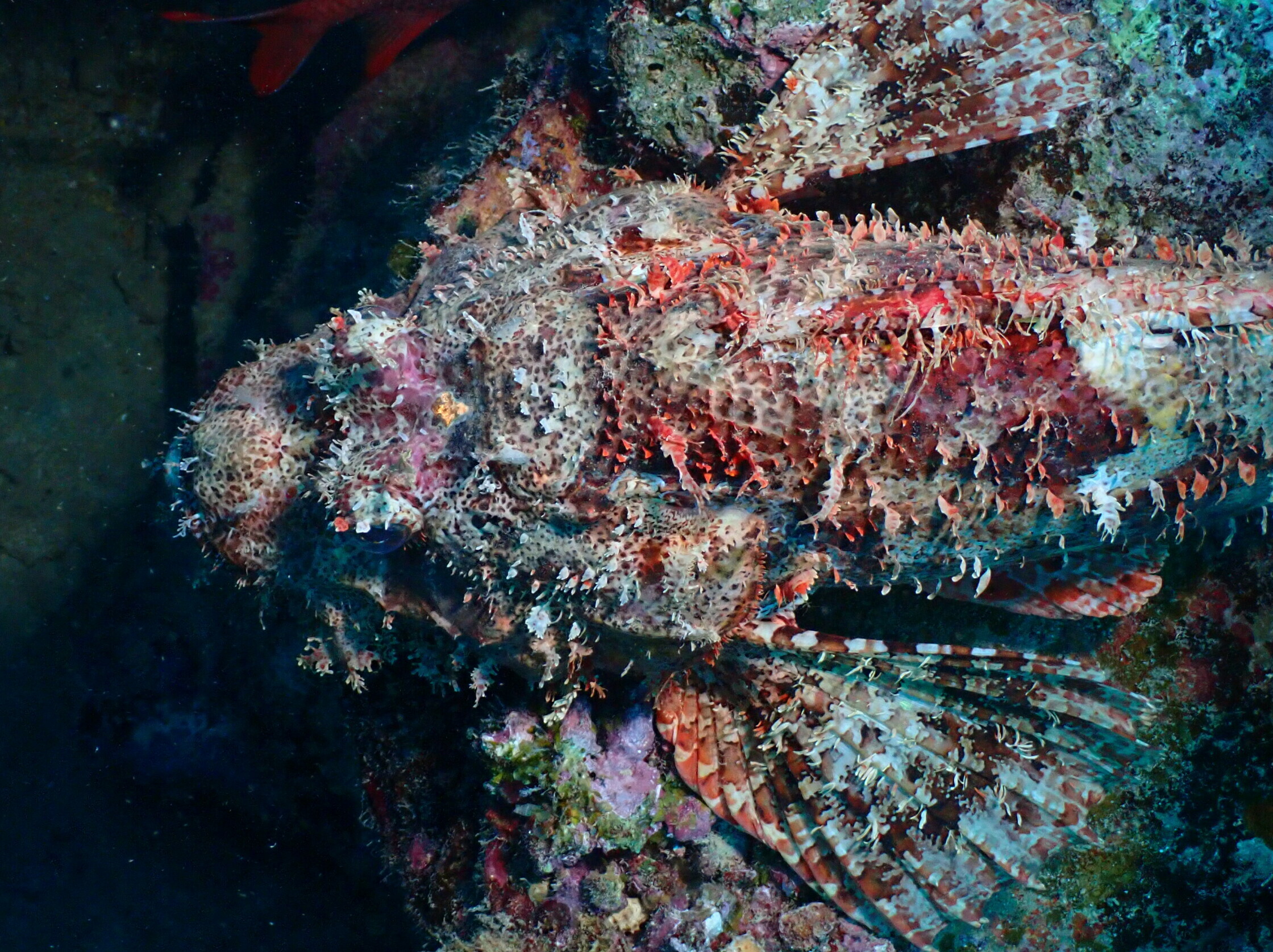 Scorpaenopsis gibbosa