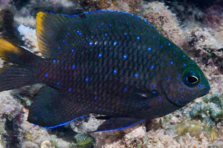 Stegastes pelicieri - grégoire mauricien