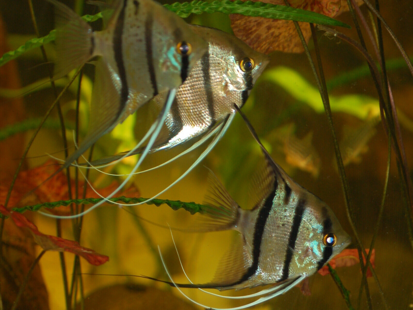 Pterophyllum altum