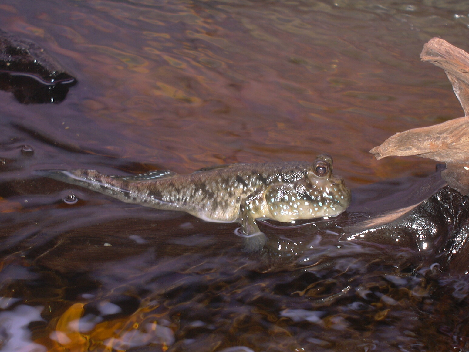 Periophthalmus barbarus