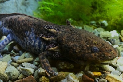 salamandre d'Anderson Ambystomatidae