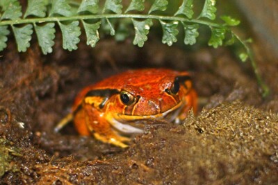 grenouille tomate de Sambava Microhylidae